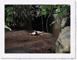 Dierentuin Burgers  Zoo 037 * 3648 x 2736 * (4.32MB)